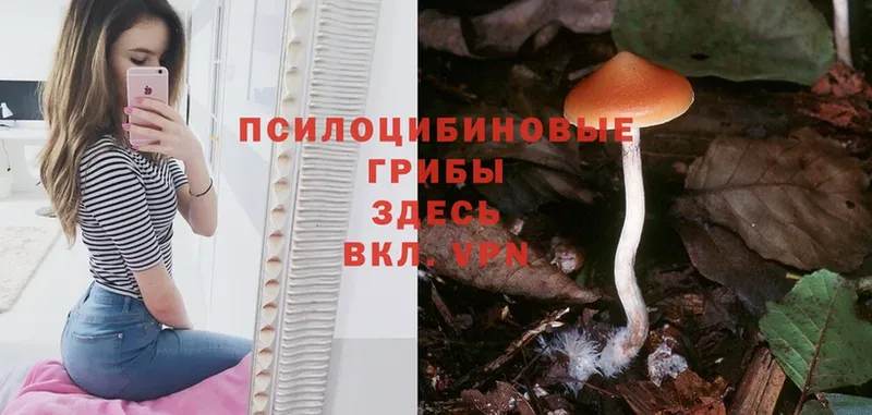 купить наркоту  Коряжма  Псилоцибиновые грибы Psilocybine cubensis 